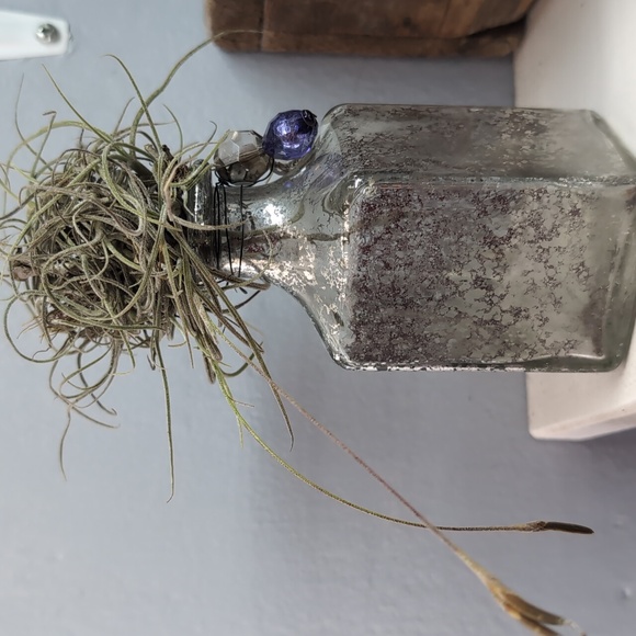 Air Plant Display - Picture 2 of 4